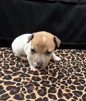 Molly Girl 1, a female Jack Russell Terrier for sale in Guyton, GA – 1 of 5