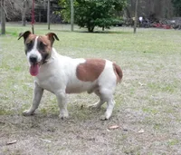 Molly Girl 1, a female Jack Russell Terrier for sale in Guyton, GA – 8 of 8