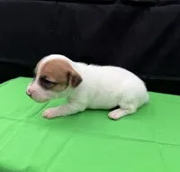 Molly Girl 2, a female Jack Russell Terrier for sale in Guyton, GA – 6 of 7