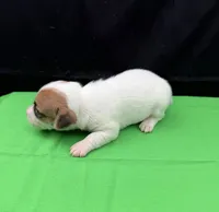Molly Girl 2, a female Jack Russell Terrier for sale in Guyton, GA – 5 of 7