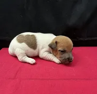 Molly Girl 4, a female Jack Russell Terrier for sale in Guyton, GA – 8 of 8