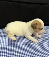 Layla Boy 4, a male Jack Russell Terrier for sale in Guyton, GA – 5 of 6