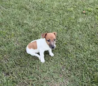 Molly Girl 4, a female Jack Russell Terrier for sale in Guyton, GA – 8 of 10