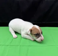 Molly Girl 2, a female Jack Russell Terrier for sale in Guyton, GA – 2 of 7