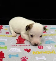 Layla Girl 1, a female Jack Russell Terrier for sale in Guyton, GA – 4 of 7