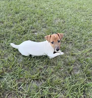 Molly Girl 1, a female Jack Russell Terrier for sale in Guyton, GA – 6 of 8