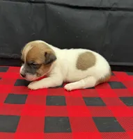 Layla Boy 5, a male Jack Russell Terrier for sale in Guyton, GA – 7 of 7