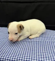 Layla Boy 4, a male Jack Russell Terrier for sale in Guyton, GA – 4 of 6