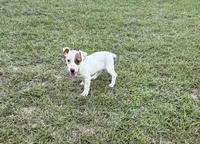 Layla Girl 2, a female Jack Russell Terrier for sale in Guyton, GA – 4 of 7