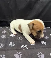 Molly Girl 3, a female Jack Russell Terrier for sale in Guyton, GA – 3 of 7