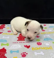 Layla Girl 1, a female Jack Russell Terrier for sale in Guyton, GA – 5 of 7