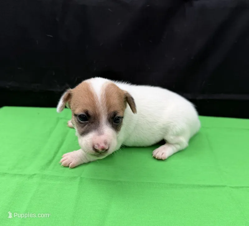 Molly Girl 2 – Jack Russell Terrier puppy for sale in Guyton, GA