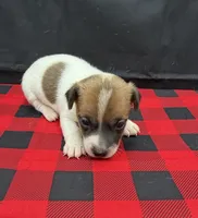 Layla Boy 5, a male Jack Russell Terrier for sale in Guyton, GA – 5 of 7