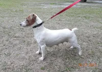 Molly Girl 1, a female Jack Russell Terrier for sale in Guyton, GA – 7 of 8