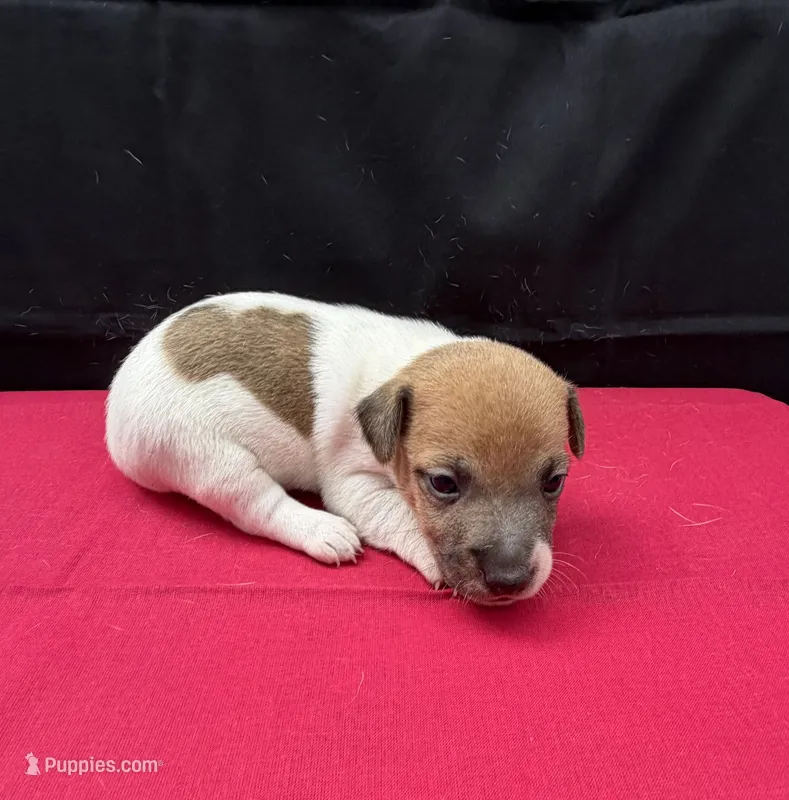 Molly Girl 4 – Jack Russell Terrier puppy for sale in Guyton, GA