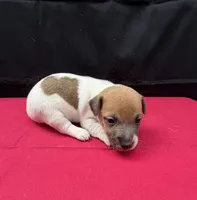 Molly Girl 4, a female Jack Russell Terrier for sale in Guyton, GA – 1 of 8