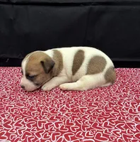 Layla Girl 3, a female Jack Russell Terrier for sale in Guyton, GA – 6 of 6
