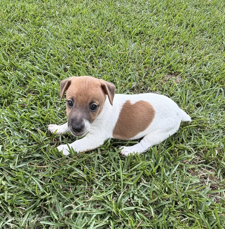 Molly Girl 4 – Jack Russell Terrier puppy for sale in Guyton, GA