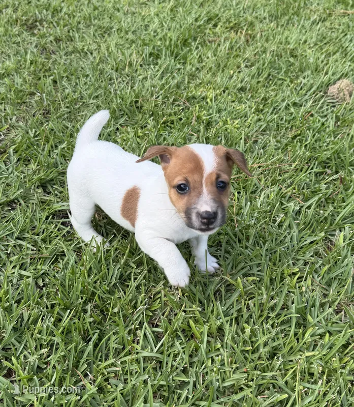 Molly Girl 3 – Jack Russell Terrier puppy for sale in Guyton, GA