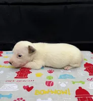 Layla Girl 1, a female Jack Russell Terrier for sale in Guyton, GA – 6 of 7