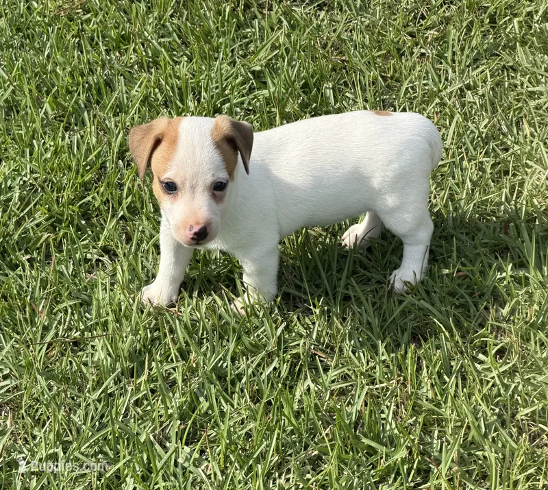 Layla Boy 4 – Jack Russell Terrier puppy for sale in Guyton, GA