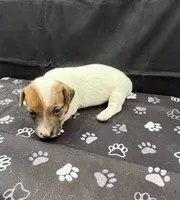 Molly Girl 3, a female Jack Russell Terrier for sale in Guyton, GA – 7 of 7