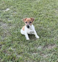 Molly Girl 4, a female Jack Russell Terrier for sale in Guyton, GA – 2 of 10