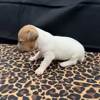 Molly Girl 1, a female Jack Russell Terrier for sale in Guyton, GA – 4 of 5