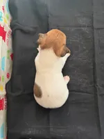 Sadie Boy 5, a male Jack Russell Terrier for sale in Guyton, GA – Photo 4 of 8