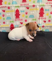 Sadie Boy 5, a male Jack Russell Terrier for sale in Guyton, GA – Photo 5 of 8