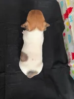 Sadie Boy 5, a male Jack Russell Terrier for sale in Guyton, GA – Photo 6 of 8