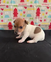 Sadie Boy 5, a male Jack Russell Terrier for sale in Guyton, GA – Photo 3 of 8