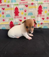 Sadie Boy 5, a male Jack Russell Terrier for sale in Guyton, GA – Photo 2 of 8