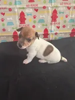 Sadie Boy 5, a male Jack Russell Terrier for sale in Guyton, GA – Photo 1 of 8