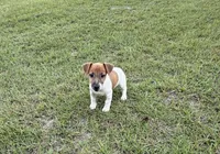 Molly Girl 4, a female Jack Russell Terrier for sale in Guyton, GA – 3 of 10