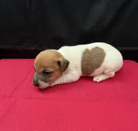 Molly Girl 4, a female Jack Russell Terrier for sale in Guyton, GA – 7 of 8