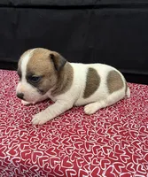 Layla Girl 3, a female Jack Russell Terrier for sale in Guyton, GA – 4 of 6