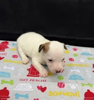 Layla Girl 1, a female Jack Russell Terrier for sale in Guyton, GA – 7 of 7