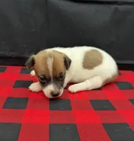 Layla Boy 5, a male Jack Russell Terrier for sale in Guyton, GA – 1 of 7