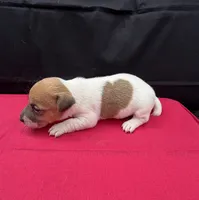 Molly Girl 4, a female Jack Russell Terrier for sale in Guyton, GA – 5 of 8