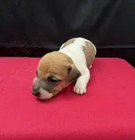 Molly Girl 4, a female Jack Russell Terrier for sale in Guyton, GA – 6 of 8