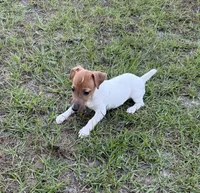 Molly Girl 1, a female Jack Russell Terrier for sale in Guyton, GA – 5 of 8