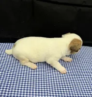 Layla Boy 4, a male Jack Russell Terrier for sale in Guyton, GA – 3 of 6
