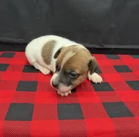 Layla Boy 5, a male Jack Russell Terrier for sale in Guyton, GA – 6 of 7