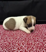 Layla Girl 3, a female Jack Russell Terrier for sale in Guyton, GA – 2 of 6