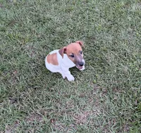 Molly Girl 4, a female Jack Russell Terrier for sale in Guyton, GA – 6 of 10