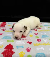 Layla Girl 1, a female Jack Russell Terrier for sale in Guyton, GA – 2 of 7