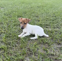 Molly Girl 1, a female Jack Russell Terrier for sale in Guyton, GA – 4 of 8