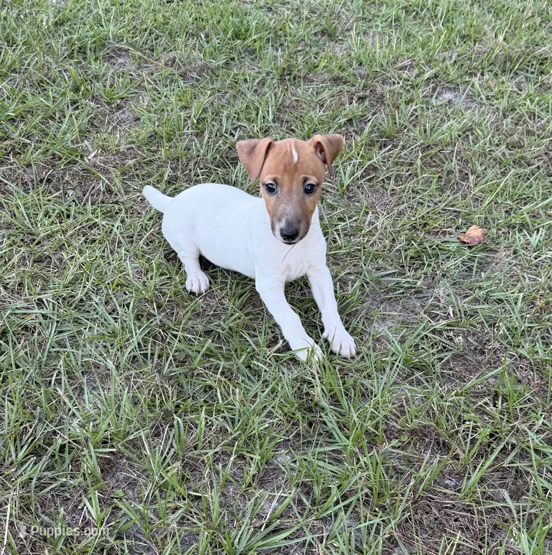 Molly Girl 1 – Jack Russell Terrier puppy for sale in Guyton, GA