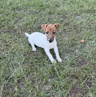 Molly Girl 1, a female Jack Russell Terrier for sale in Guyton, GA – 1 of 8
